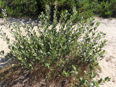 Salix hookeriana