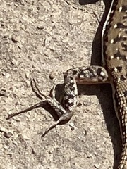 Pedioplanis lineoocellata