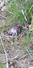 Rattus norvegicus