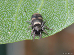 Latonigena