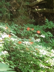Rhododendron prunifolium