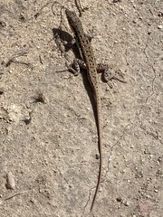 Pedioplanis lineoocellata