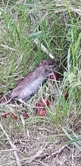Rattus norvegicus