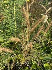 Elymus canadensis