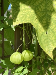 Cardiospermum halicacabum