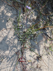 Symphyotrichum subspicatum