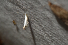 Argyresthia apicimaculella