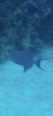 Balistes vetula