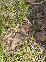 Neotibicen canicularis