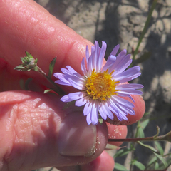 Symphyotrichum subspicatum