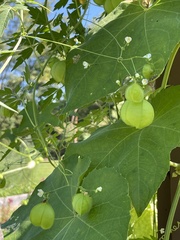 Cardiospermum halicacabum