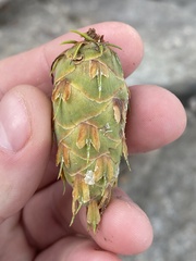 Pseudotsuga menziesii glauca