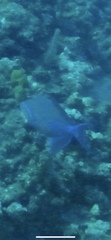 Balistes vetula