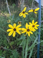 Coreopsis tripteris