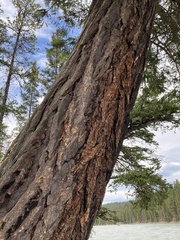 Pseudotsuga menziesii glauca