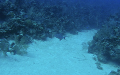 Balistes vetula