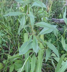 Coreopsis tripteris
