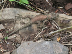 Sceloporus jarrovii