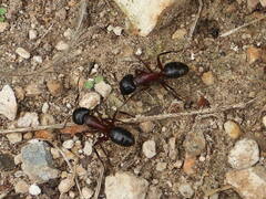 Camponotus ligniperda