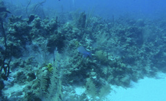 Balistes vetula