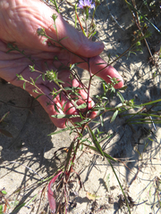Symphyotrichum subspicatum