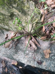 Liriope