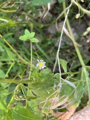 Symphyotrichum prenanthoides