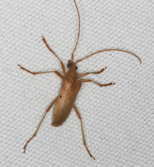 Centrodera