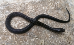 Drymarchon melanurus