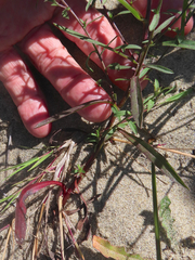 Symphyotrichum subspicatum