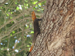 Agama picticauda