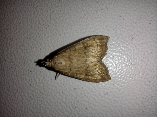 vijačka kocúrniková (Udea fulvalis)