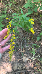 Solidago ulmifolia