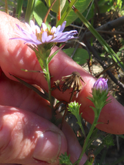 Symphyotrichum subspicatum