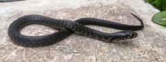 Drymarchon melanurus