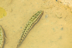 Channa argus