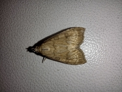 Udea fulvalis