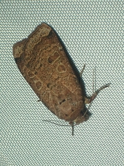 Abagrotis
