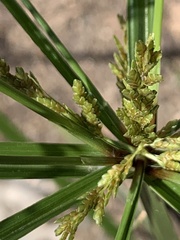 Cyperus iria