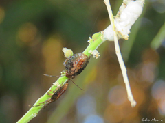 Discocephalinae