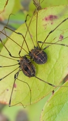 Leiobunum
