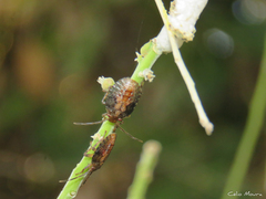 Discocephalinae