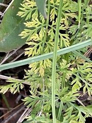 Selinum carvifolia