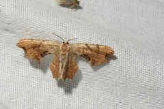 Calledapteryx dryopterata