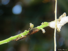Discocephalinae