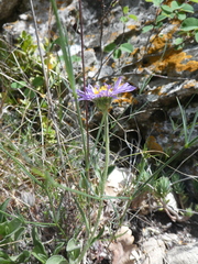 Aster alpinus