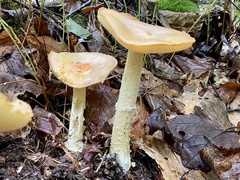 Amanita wellsii