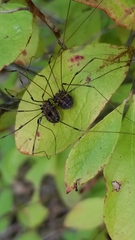 Leiobunum