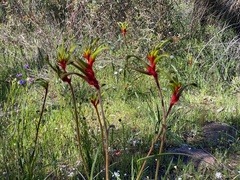 Anigozanthos manglesii