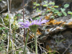 Aster alpinus